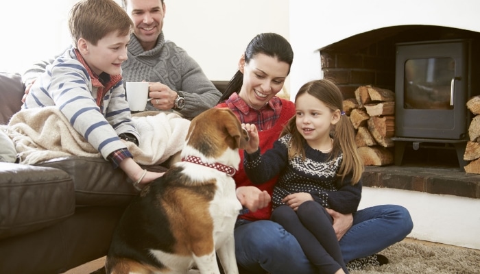 Family Comfort Indoors Petting Dog Family Comfort Indoors Petting Dog